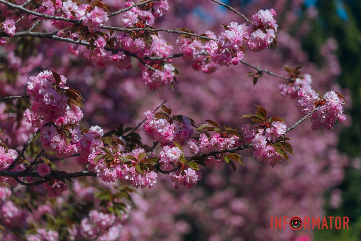 Весна в розовых цветах: где в Днепре можно полюбоваться аллеей сакур 4