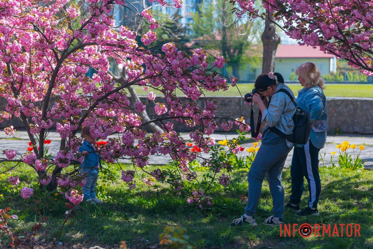 Весна в розовых красках: где в Днепре можно полюбоваться аллеей сакур 3