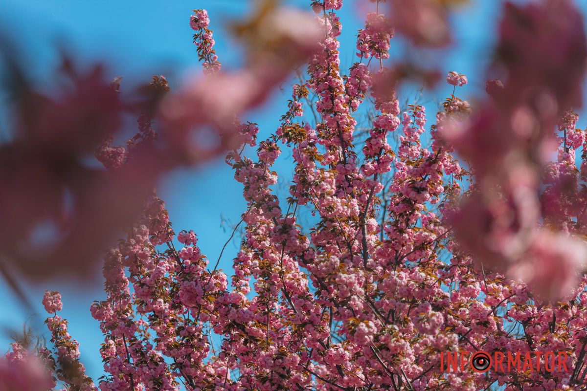 Весна в розовых красках: где в Днепре можно полюбоваться аллеей сакур 5