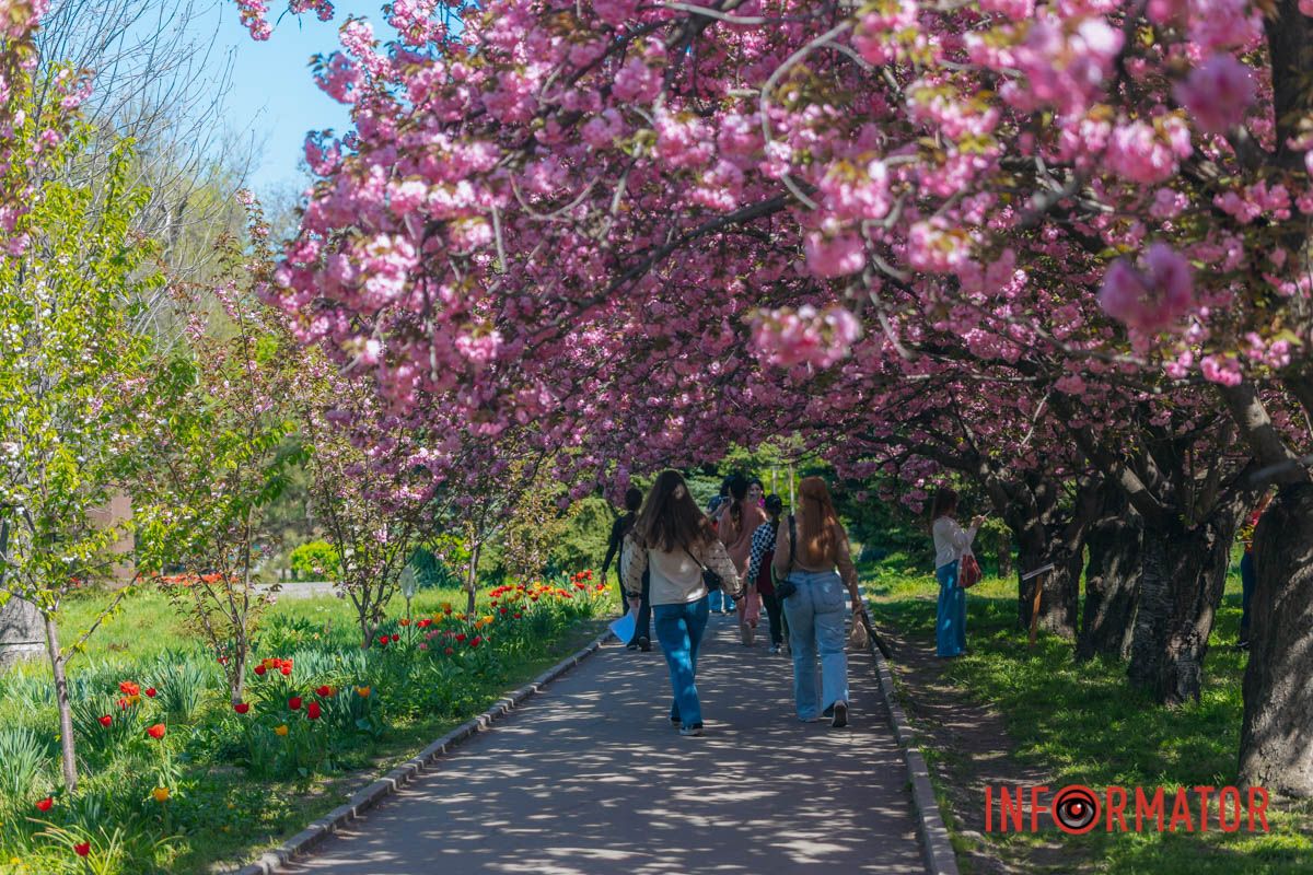 Весна в розовых красках: где в Днепре можно полюбоваться аллеей сакур 6