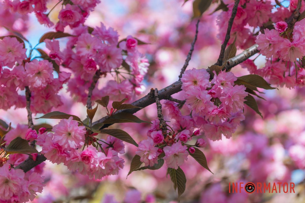 Весна в розовых красках: где в Днепре можно полюбоваться аллеей сакур 9