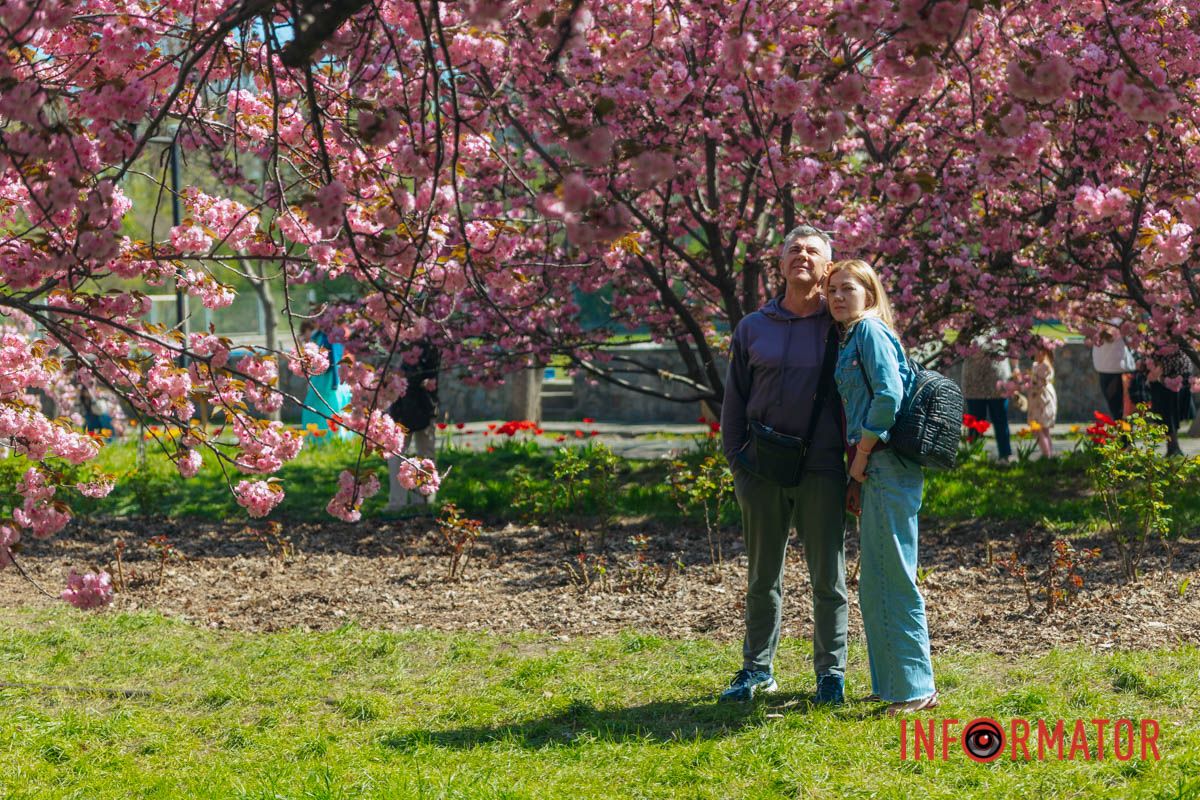 Весна в розовых красках: где в Днепре можно полюбоваться аллеей сакур 18