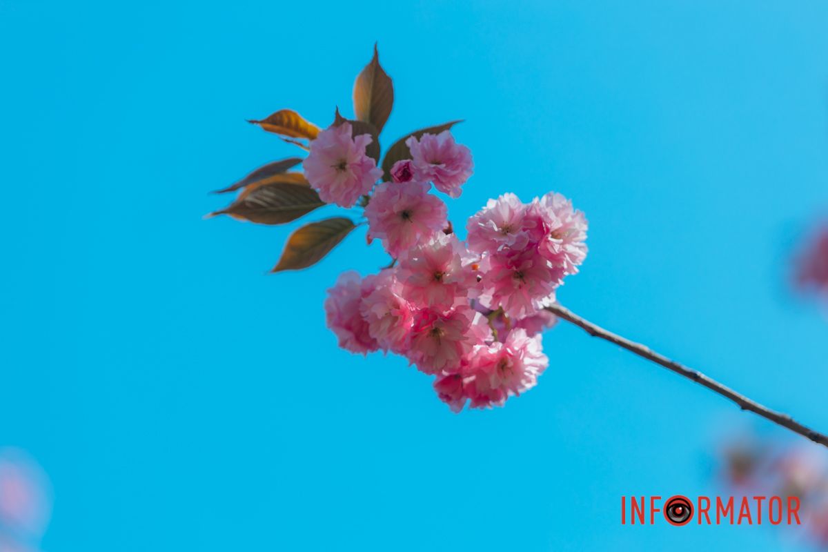 Весна в розовых красках: где в Днепре можно полюбоваться аллеей сакур 14