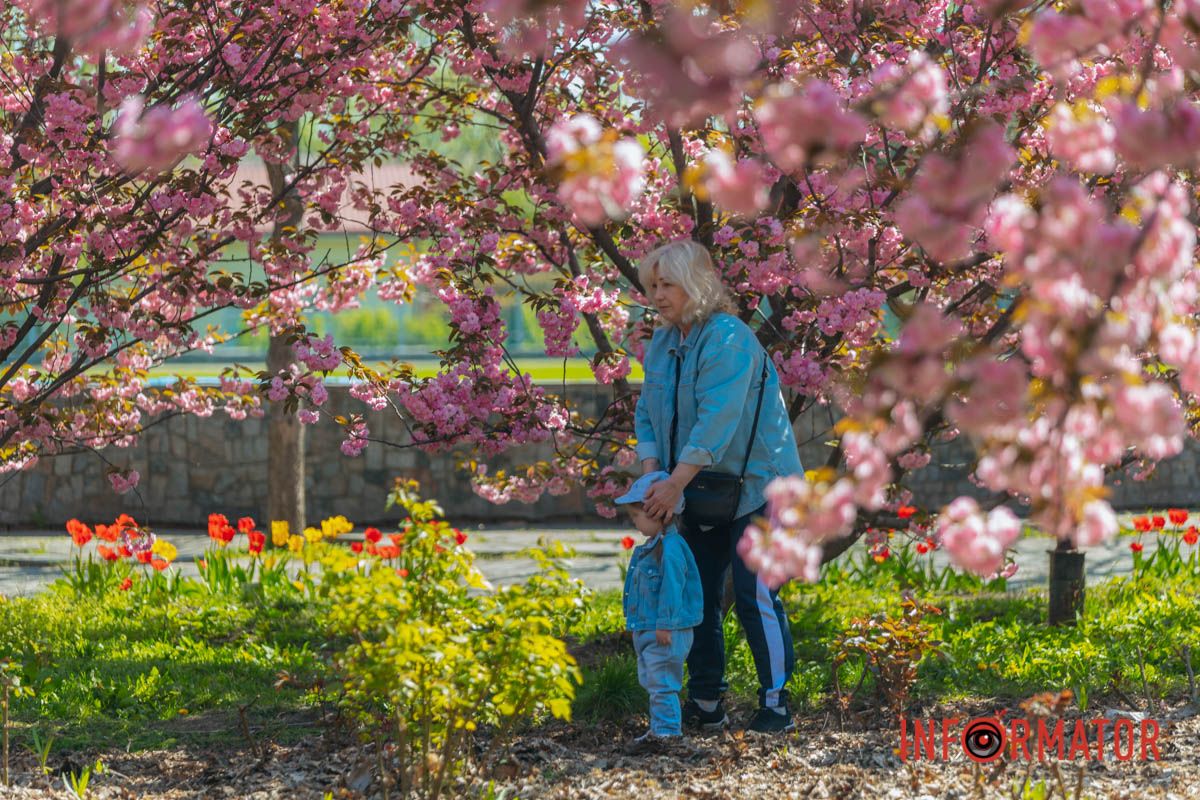 Весна в розовых красках: где в Днепре можно полюбоваться аллеей сакур 17
