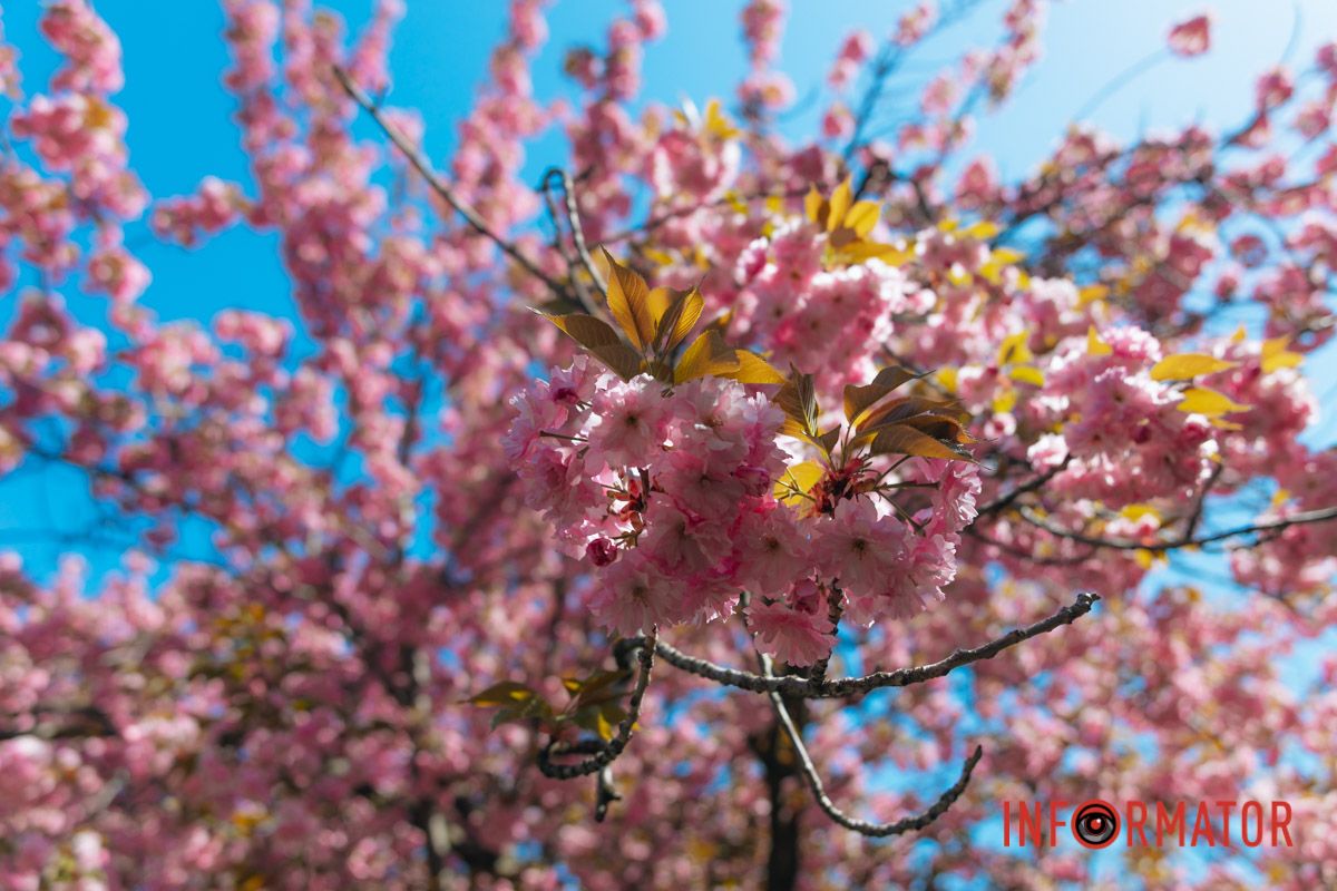 Весна в розовых красках: где в Днепре можно полюбоваться аллеей сакур 15