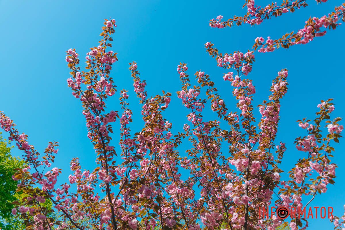 Весна в розовых красках: где в Днепре можно полюбоваться аллеей сакур 11
