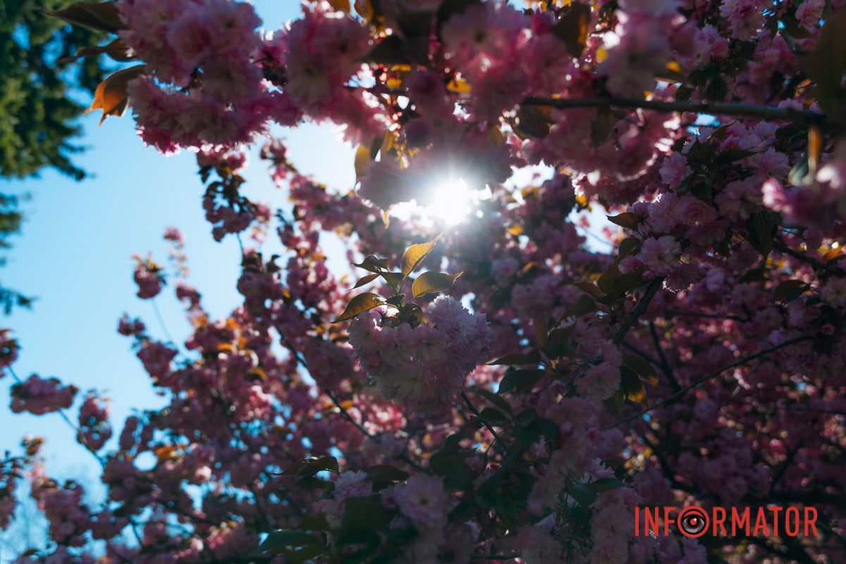 Весна в розовых красках: где в Днепре можно полюбоваться аллеей сакур 12