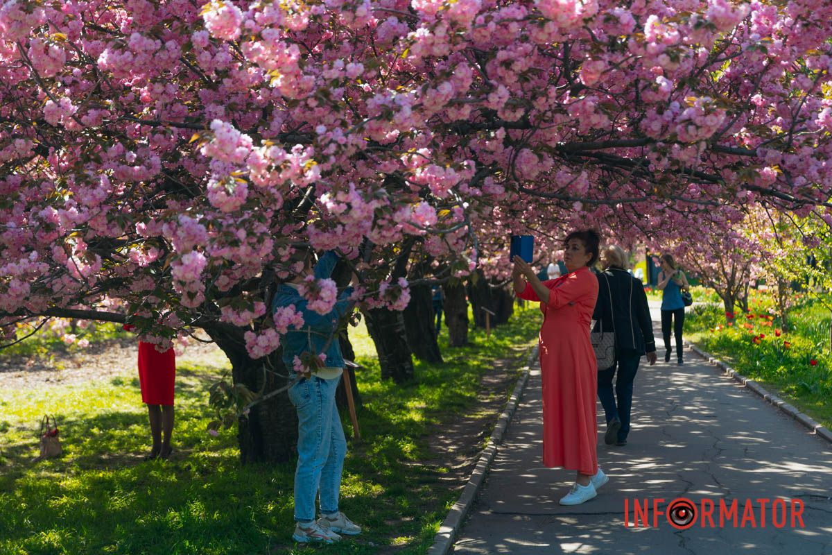 Весна в розовых красках: где в Днепре можно полюбоваться аллеей сакур 13