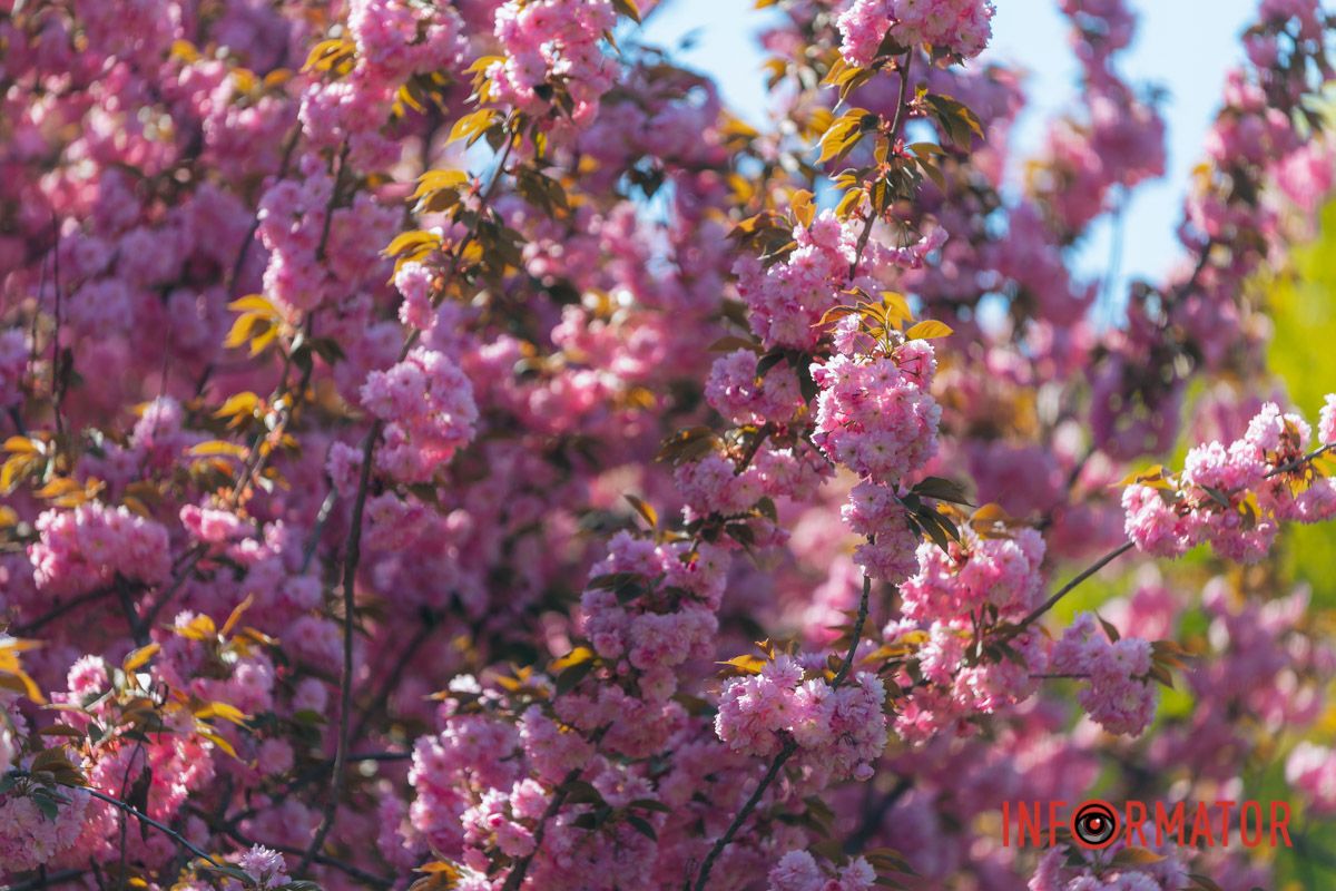 Весна в розовых красках: где в Днепре можно полюбоваться аллеей сакур 10