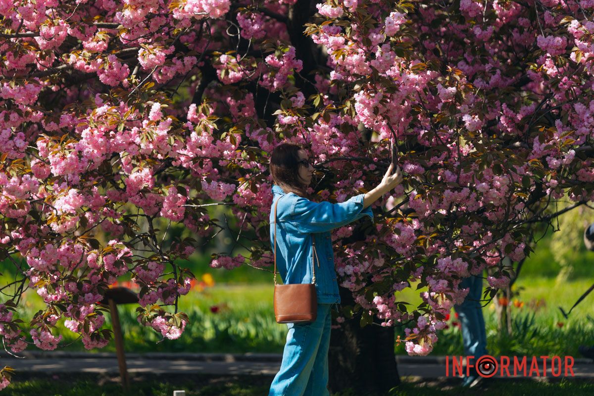 Весна в розовых красках: где в Днепре можно полюбоваться аллеей сакур 23