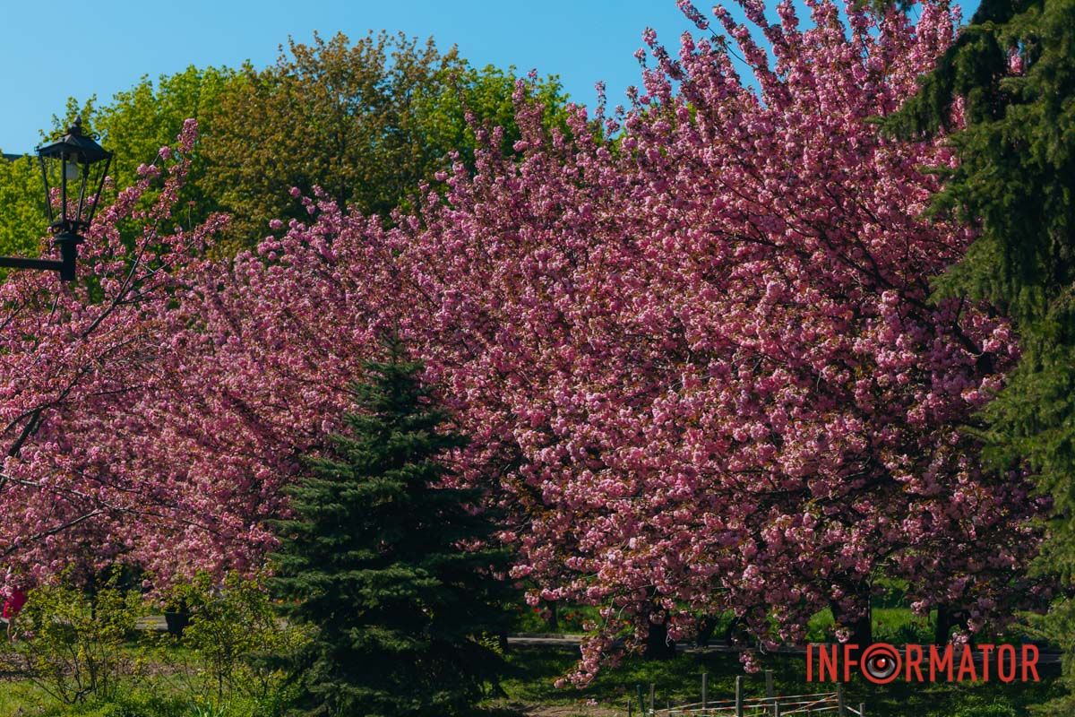 Весна в розовых красках: где в Днепре можно полюбоваться аллеей сакур 25
