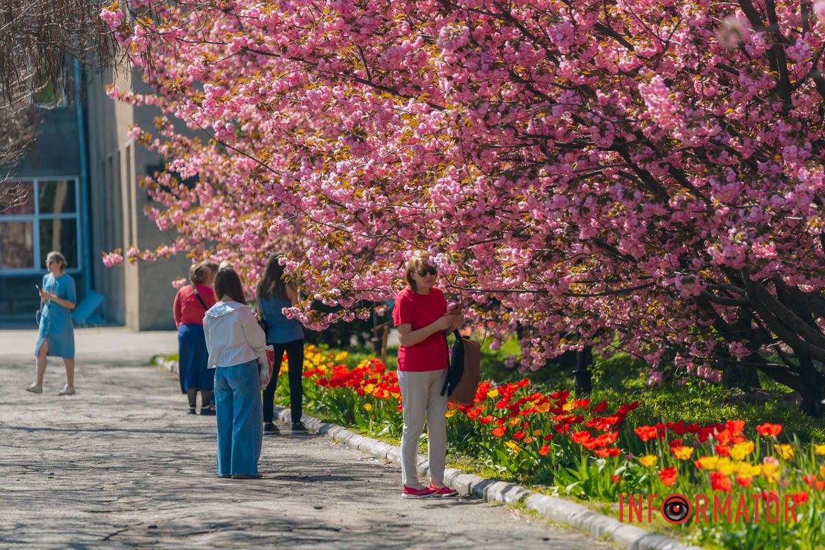 Весна в розовых красках: где в Днепре можно полюбоваться аллеей сакур 20