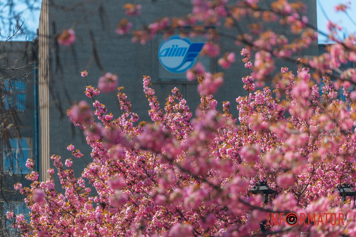 Весна в розовых красках: где в Днепре можно полюбоваться аллеей сакур 21
