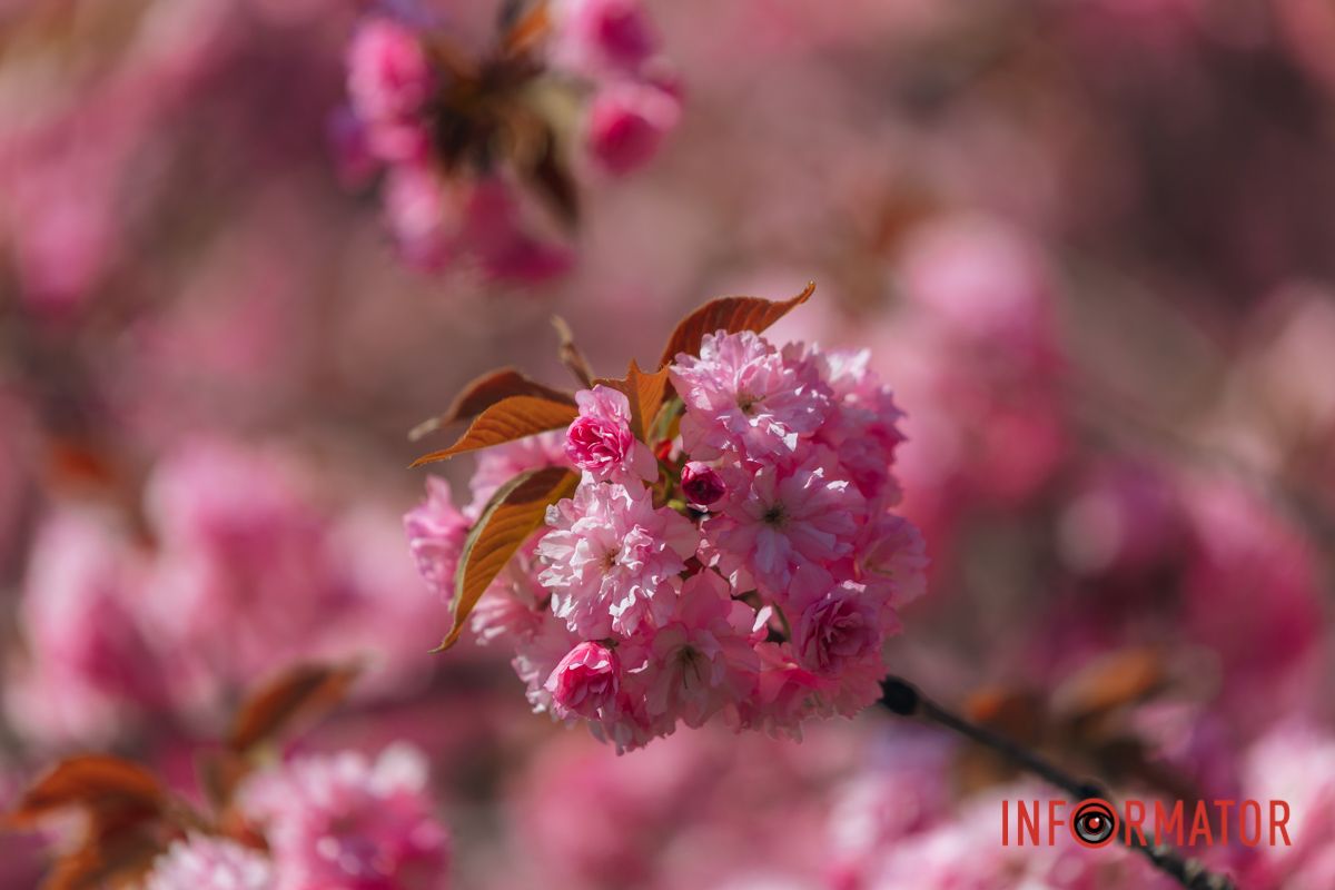 Весна в розовых красках: где в Днепре можно полюбоваться аллеей сакур 24