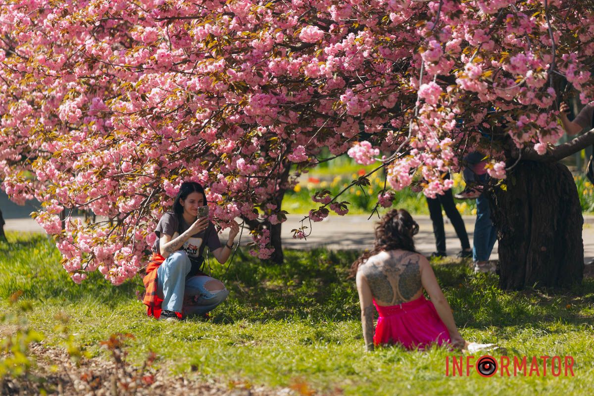 Весна в розовых красках: где в Днепре можно полюбоваться аллеей сакур 22