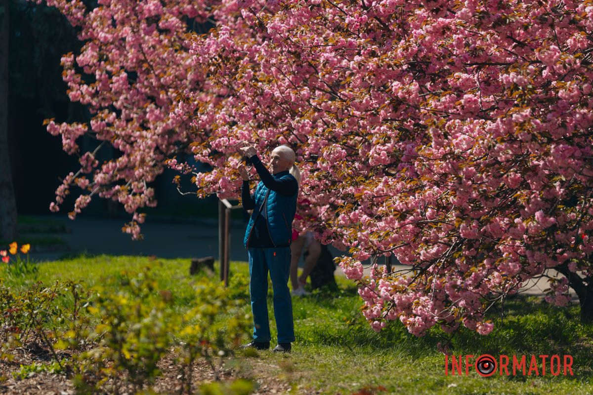 Весна в розовых красках: где в Днепре можно полюбоваться аллеей сакур 26
