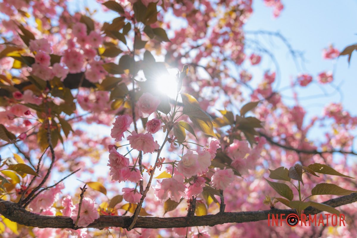 Весна в розовых красках: где в Днепре можно полюбоваться аллеей сакур 19