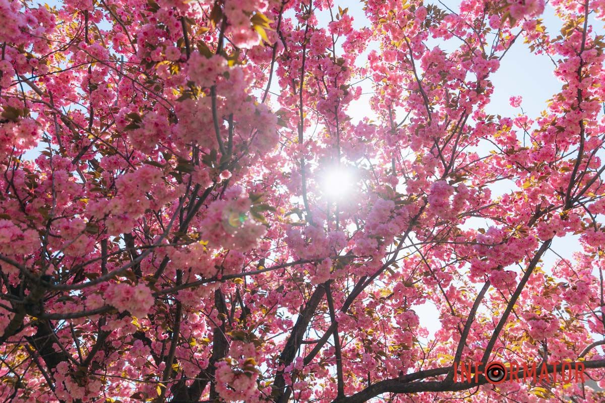 Весна в розовых красках: где в Днепре можно полюбоваться аллеей 27