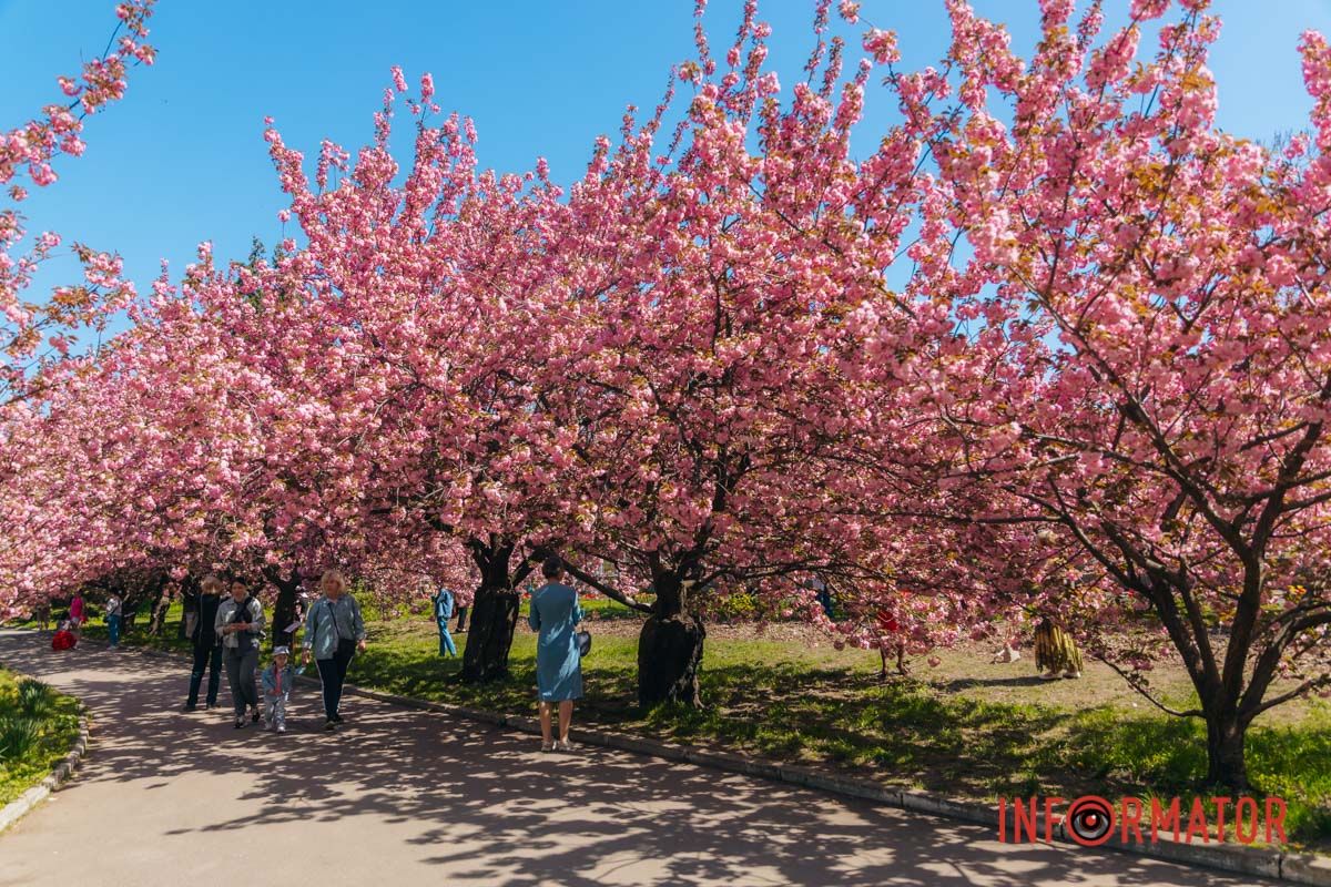 Весна в розовых красках: где в Днепре можно полюбоваться аллеей сакур 39
