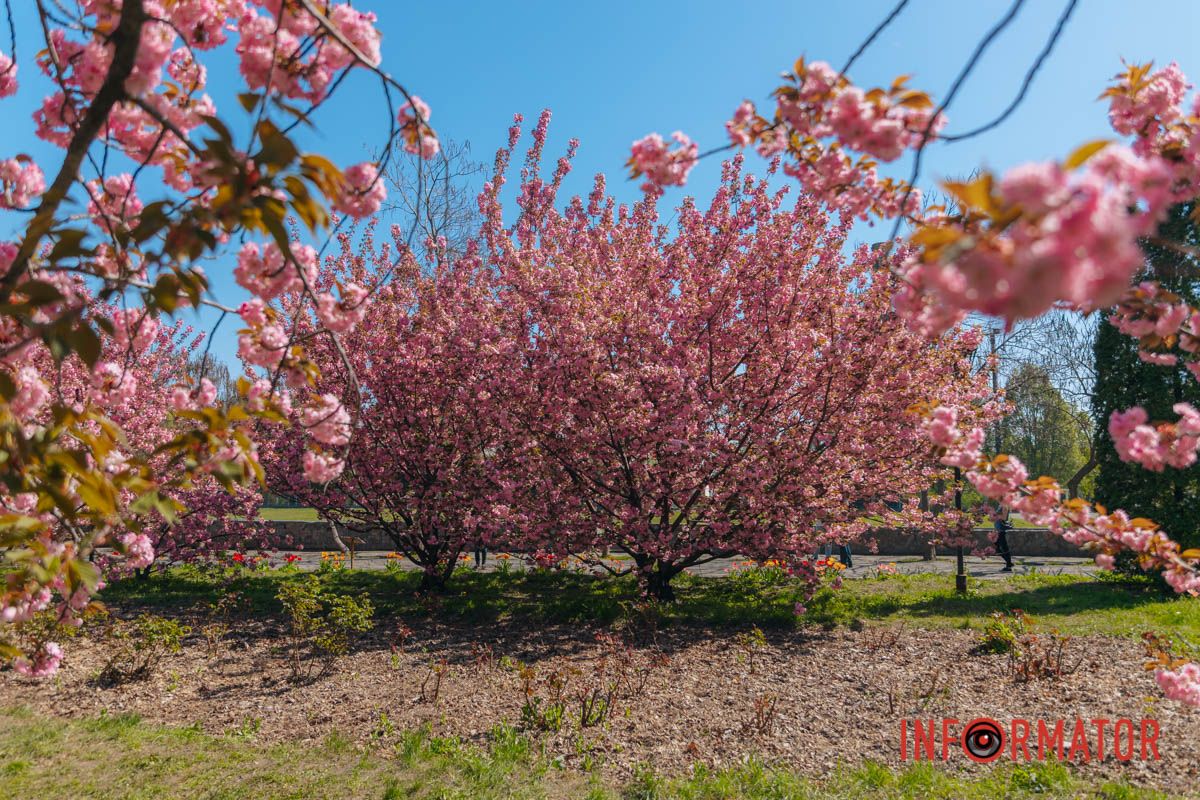 Весна в розовых красках: где в Днепре можно полюбоваться аллеей сакур 33