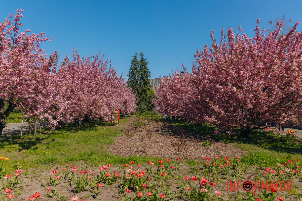 Весна в розовых красках: где в Днепре можно полюбоваться аллеей сакур 37