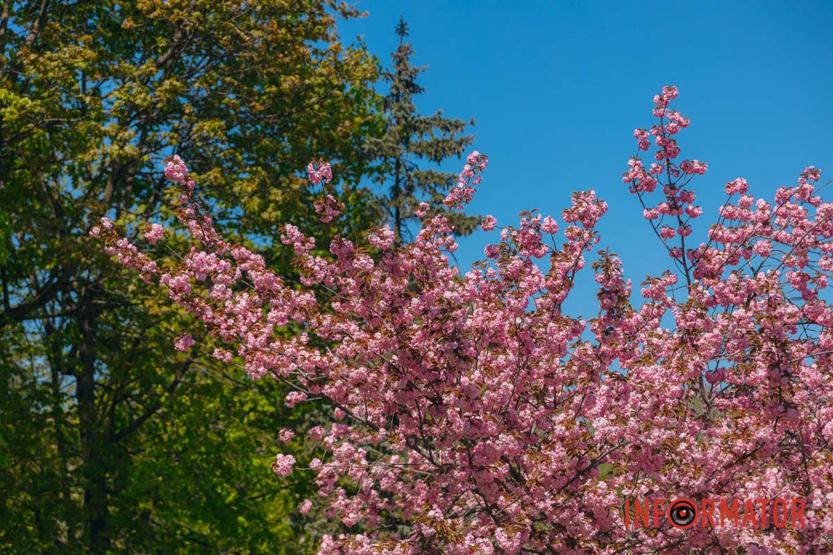 Весна в розовых красках: где в Днепре можно полюбоваться аллеей сакур 31