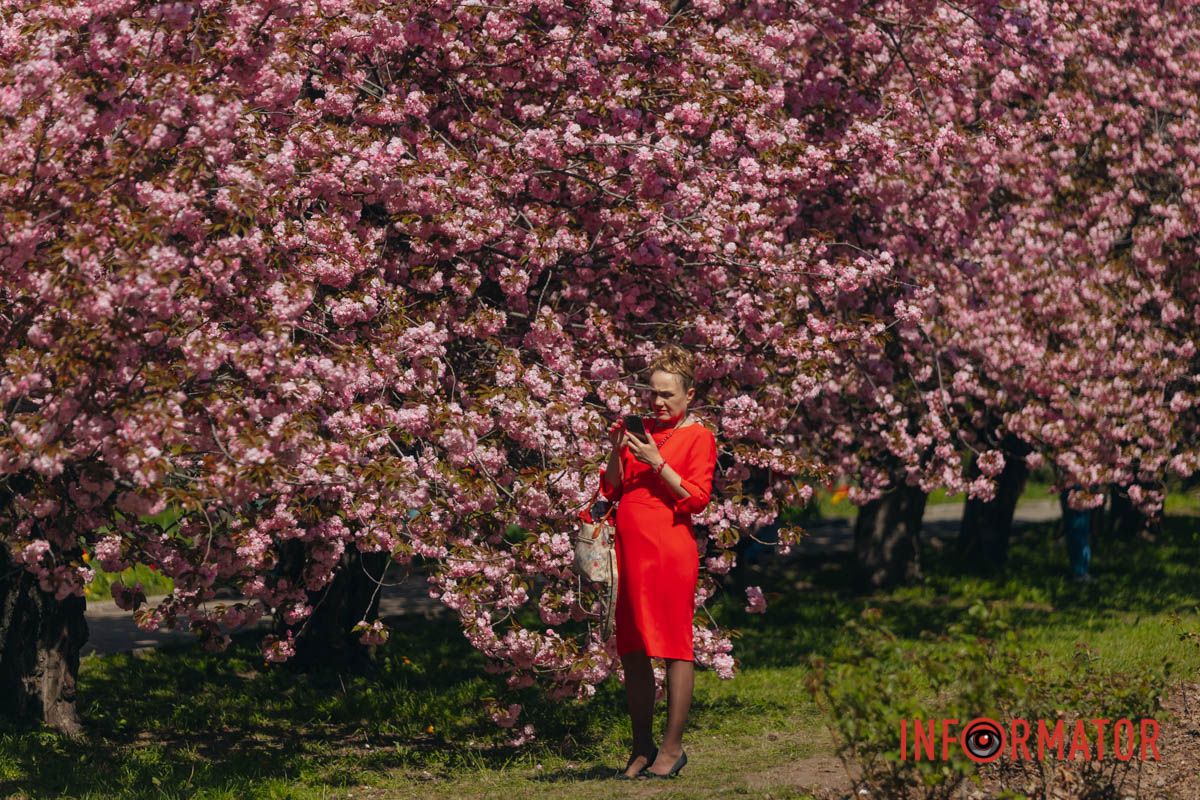 Весна в розовых красках: где в Днепре можно полюбоваться аллеей сакур 29