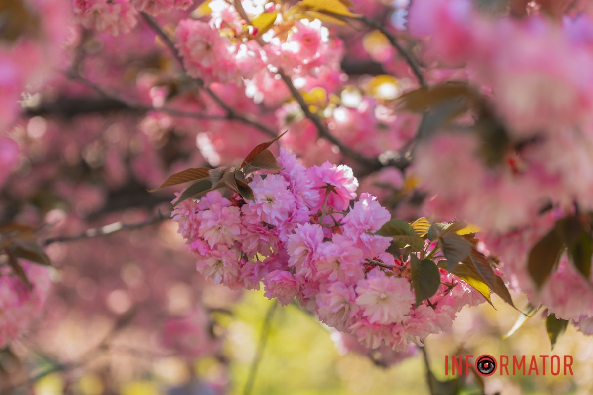 Весна в розовых красках: где в Днепре можно полюбоваться аллеей 35