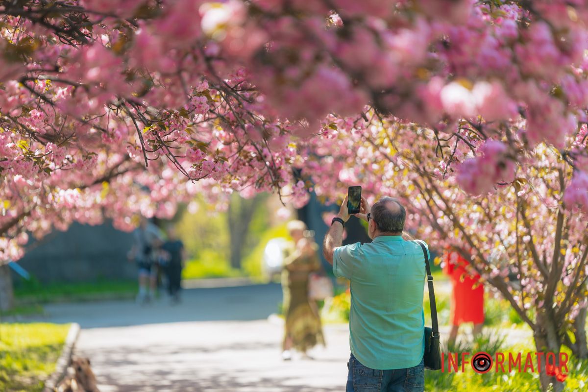 Весна в розовых красках: где в Днепре можно полюбоваться аллеей сакур 30