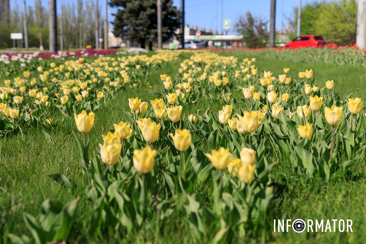 Люди зупиняються, щоб подивитися на цю красу