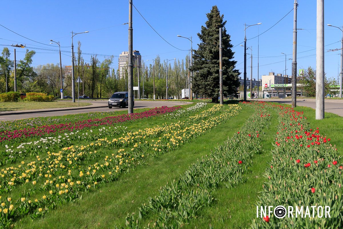 Квітки розквітли в різних кольорах — жовті, білі, бузкові та інші