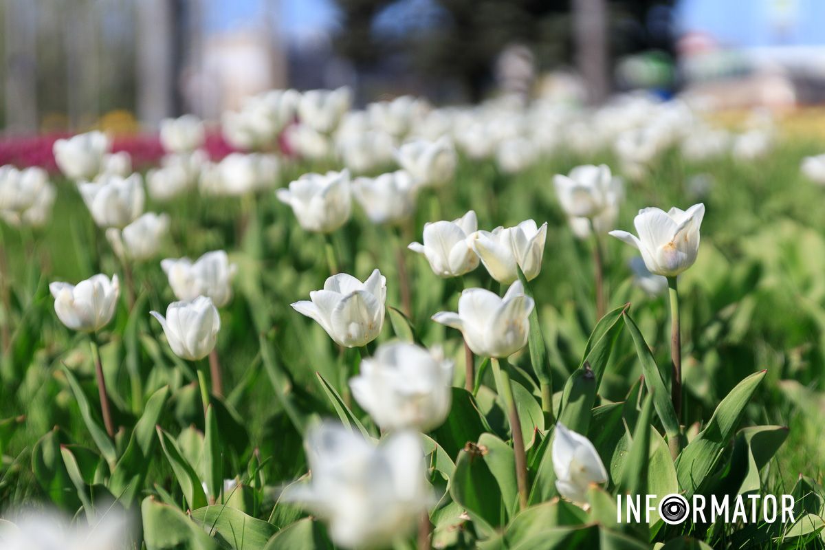 Місто наповнене кольорами і пахощами квітів