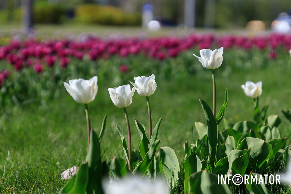 У Дніпрі настала справжня весна