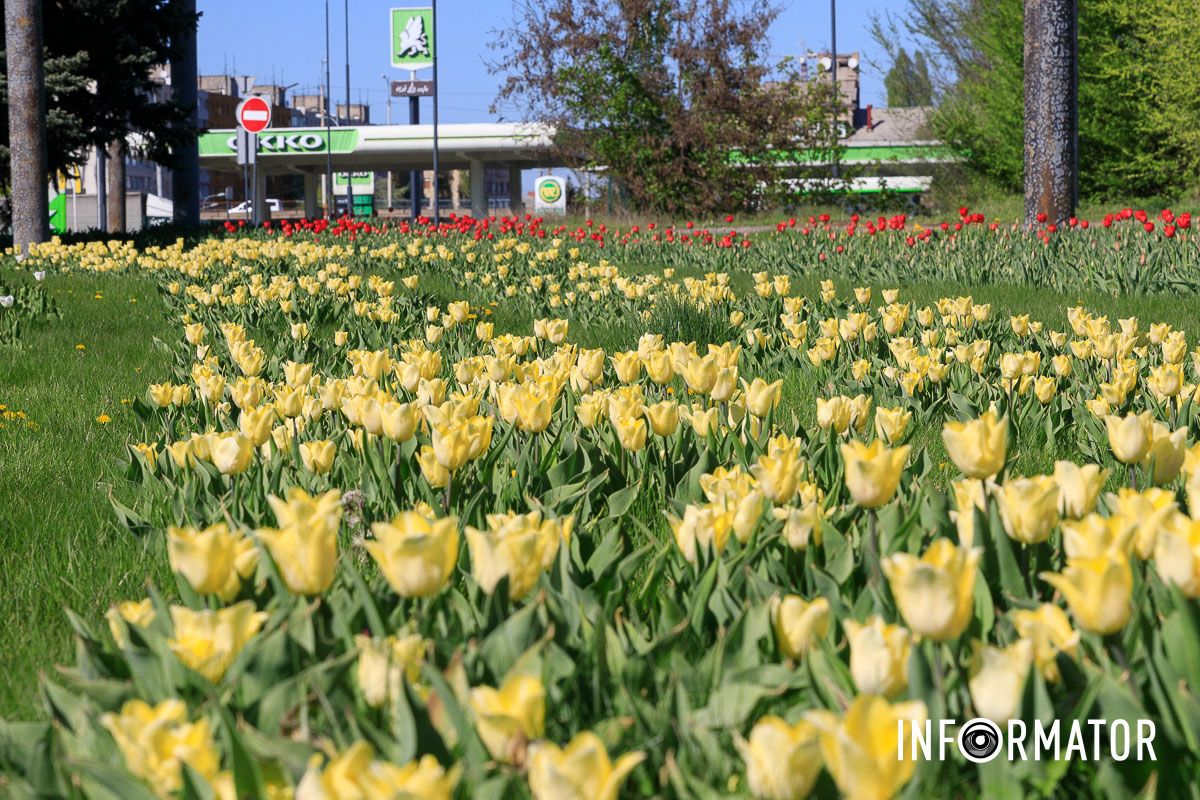 Квітковий рай біля ТЦ "Вавілон"