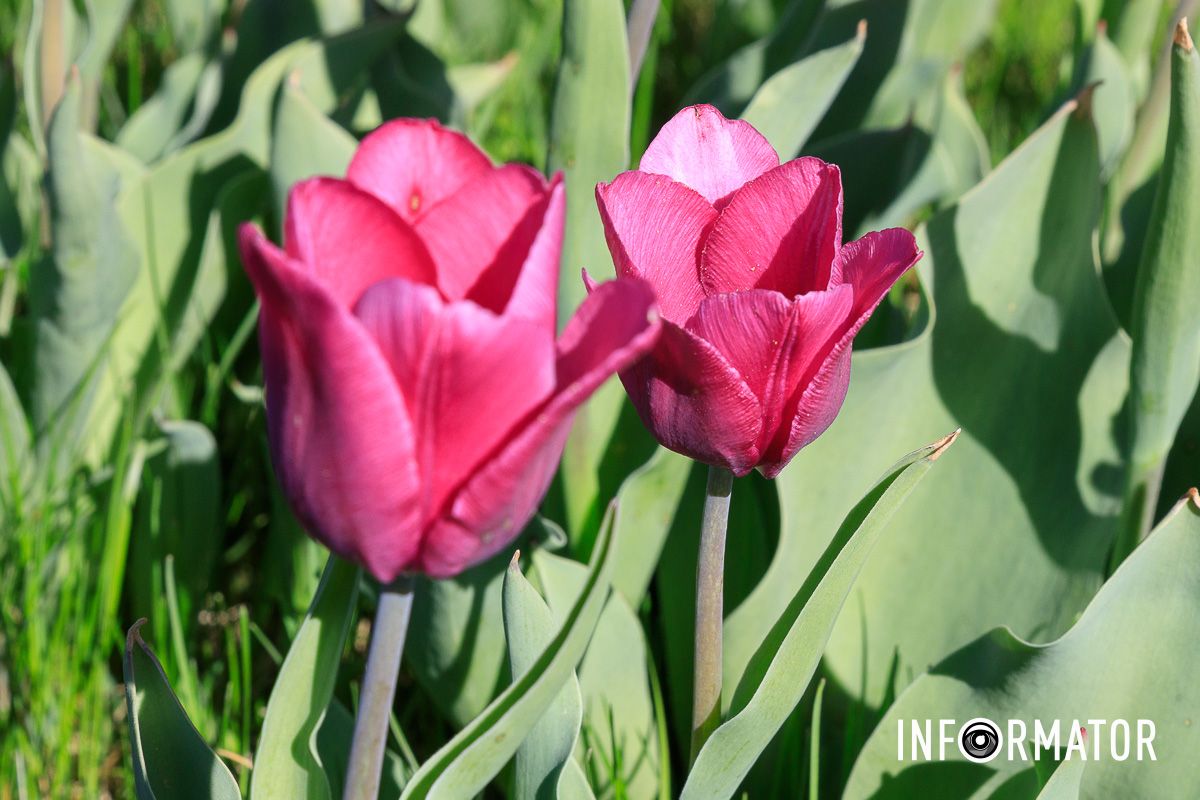 Весна розцвітає у Дніпрі