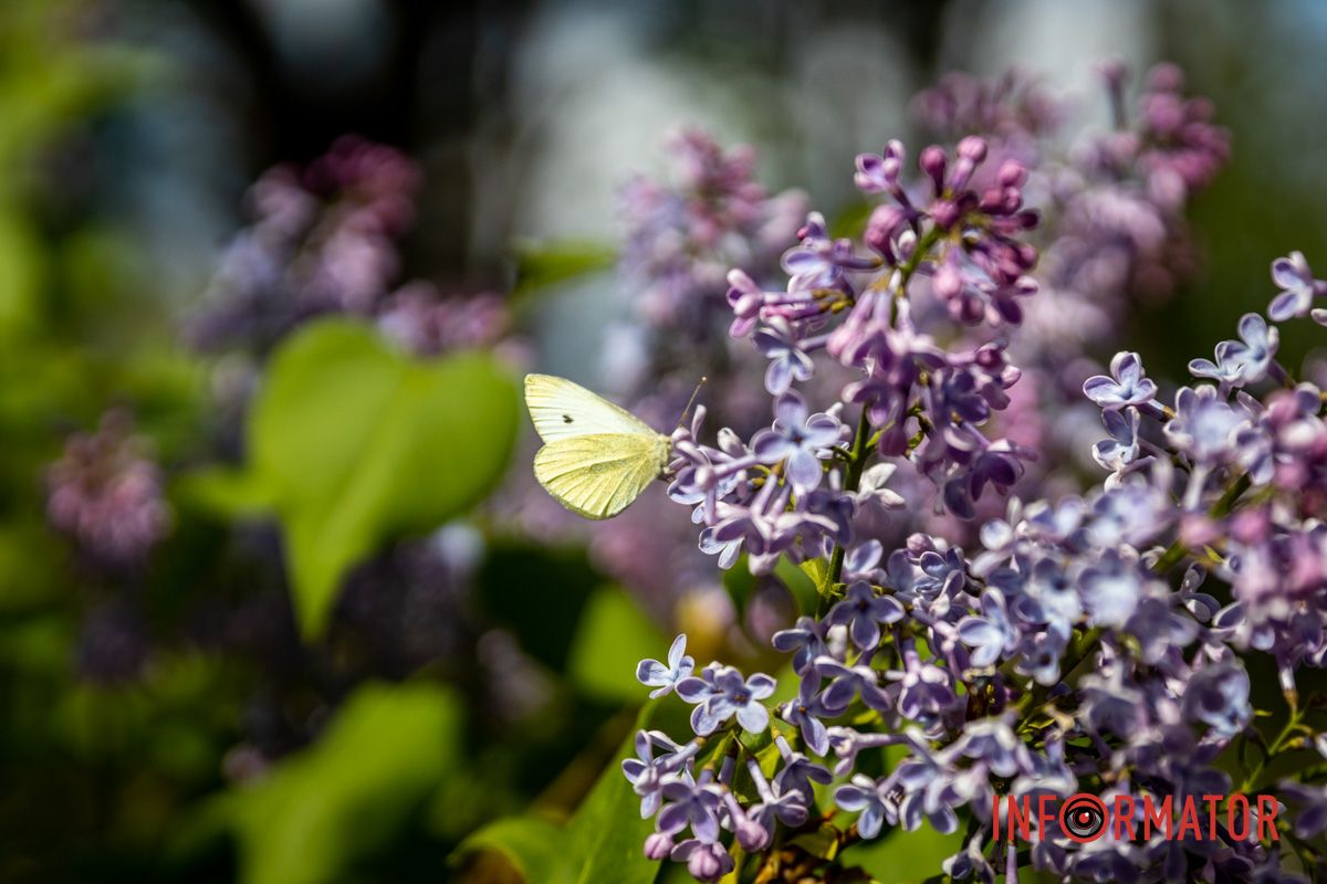 Бузок квітне вже декілька днів Бузок квітне вже декілька днів