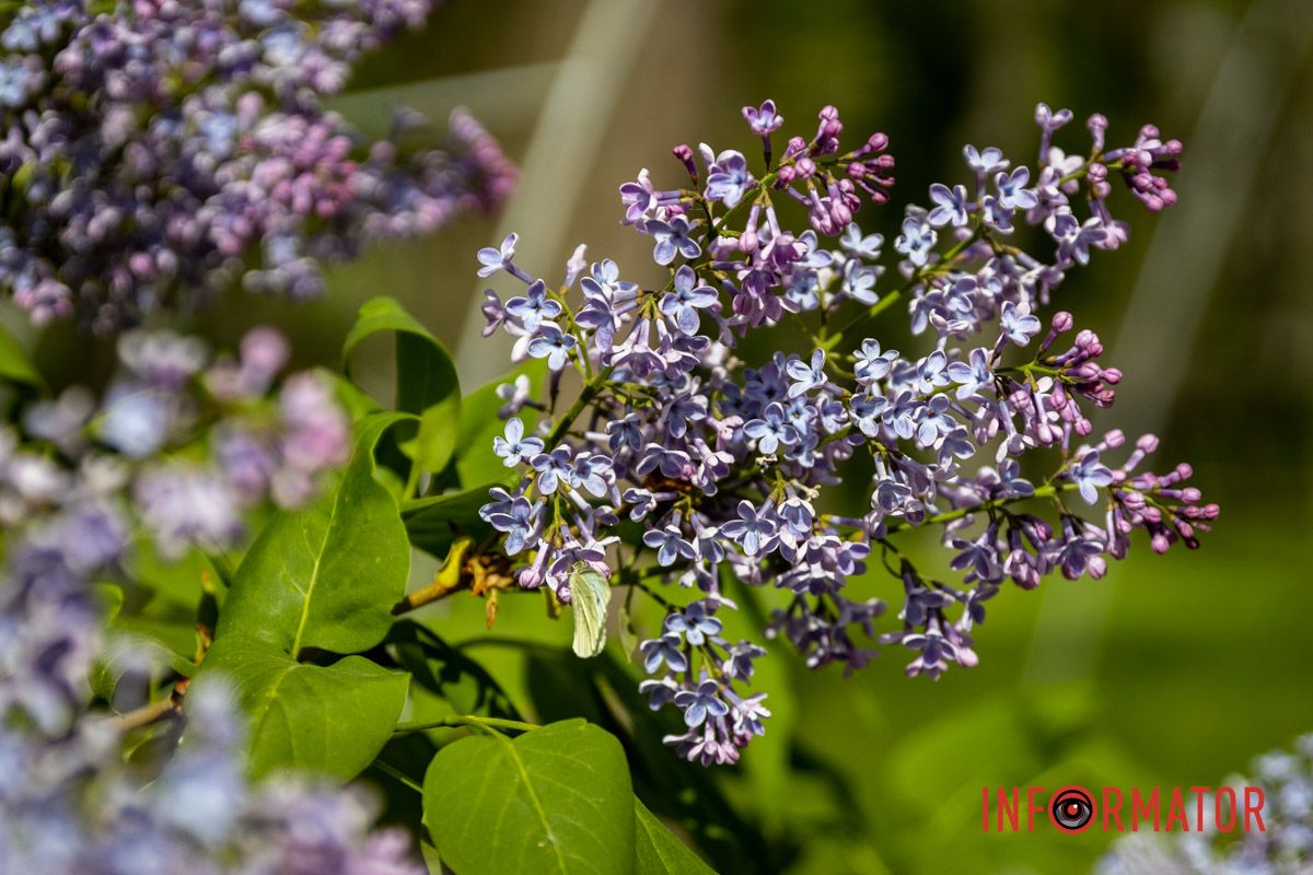 Тут фотографуються і просто відпочивають Тут фотографуються і просто відпочивають