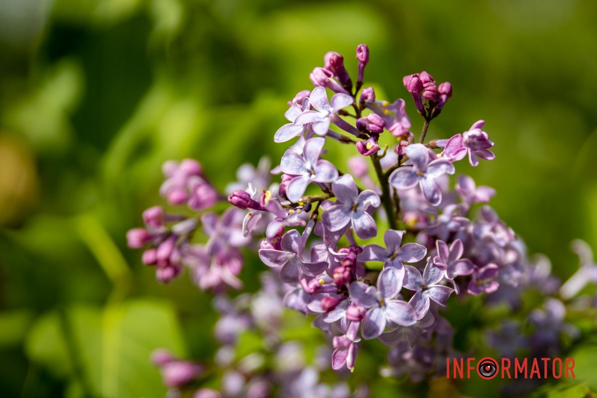 Сквер став одним з найулюбленіших місць для прогулянок мешканців Сквер став одним з найулюбленіших місць для прогулянок мешканців
