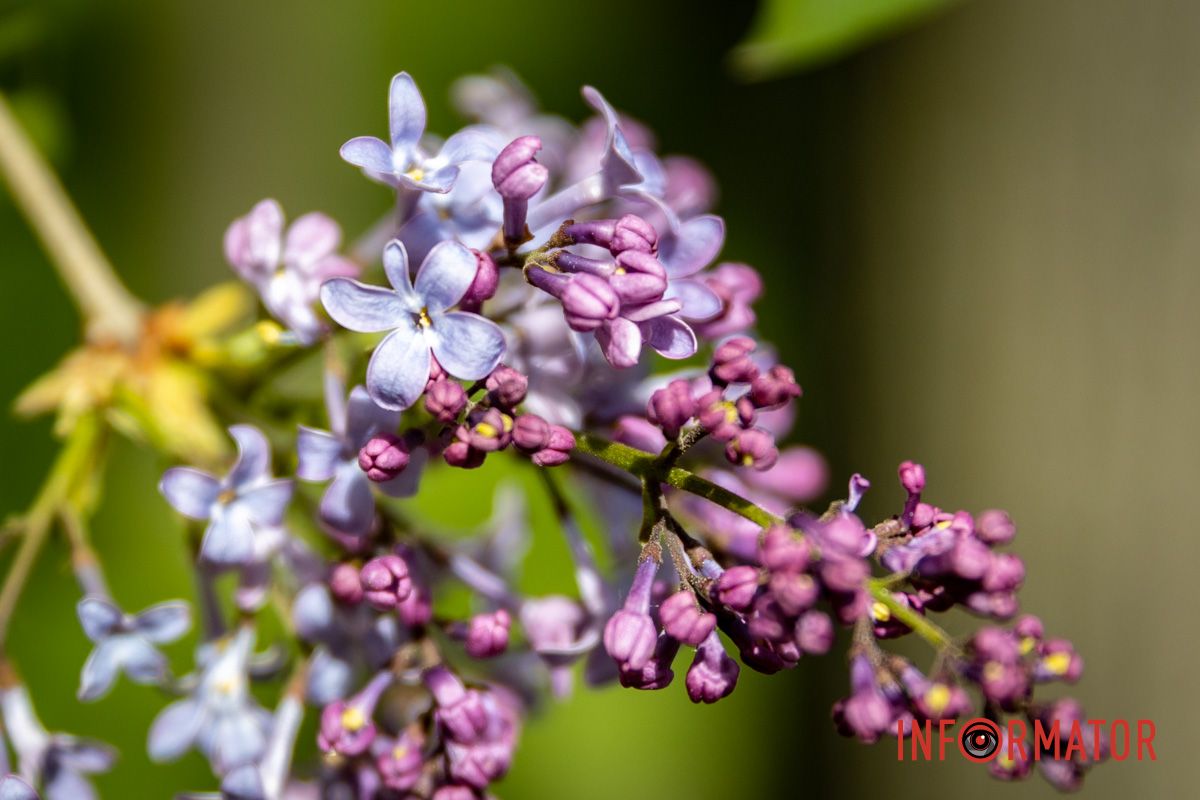 Повітря наповнилося п’янким весняним ароматом Повітря наповнилося п’янким весняним ароматом