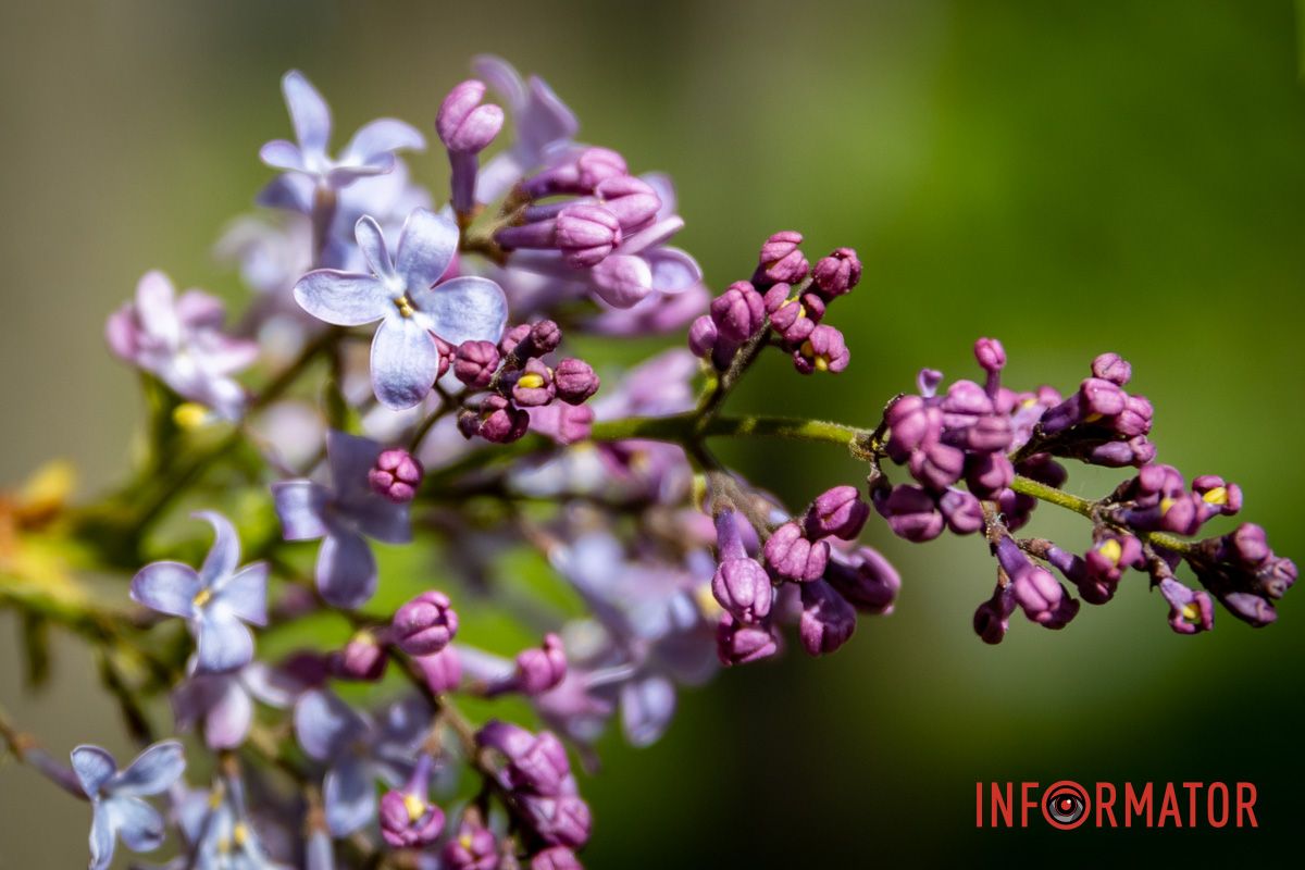 Кущі вкрилися густими фіолетовими суцвіттями Кущі вкрилися густими фіолетовими суцвіттями