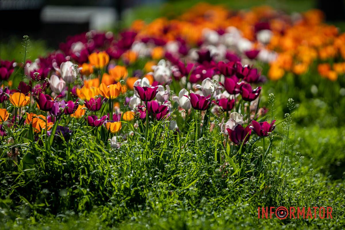 На аллее, ведущей к памятнику Вечной Славы на проспекте Дмитрия Яворницкого, расцвели сакуры Весенняя магия в Днепре: сакуры, тюльпаны и каштаны расцвели на проспекте Яворницкого 1
