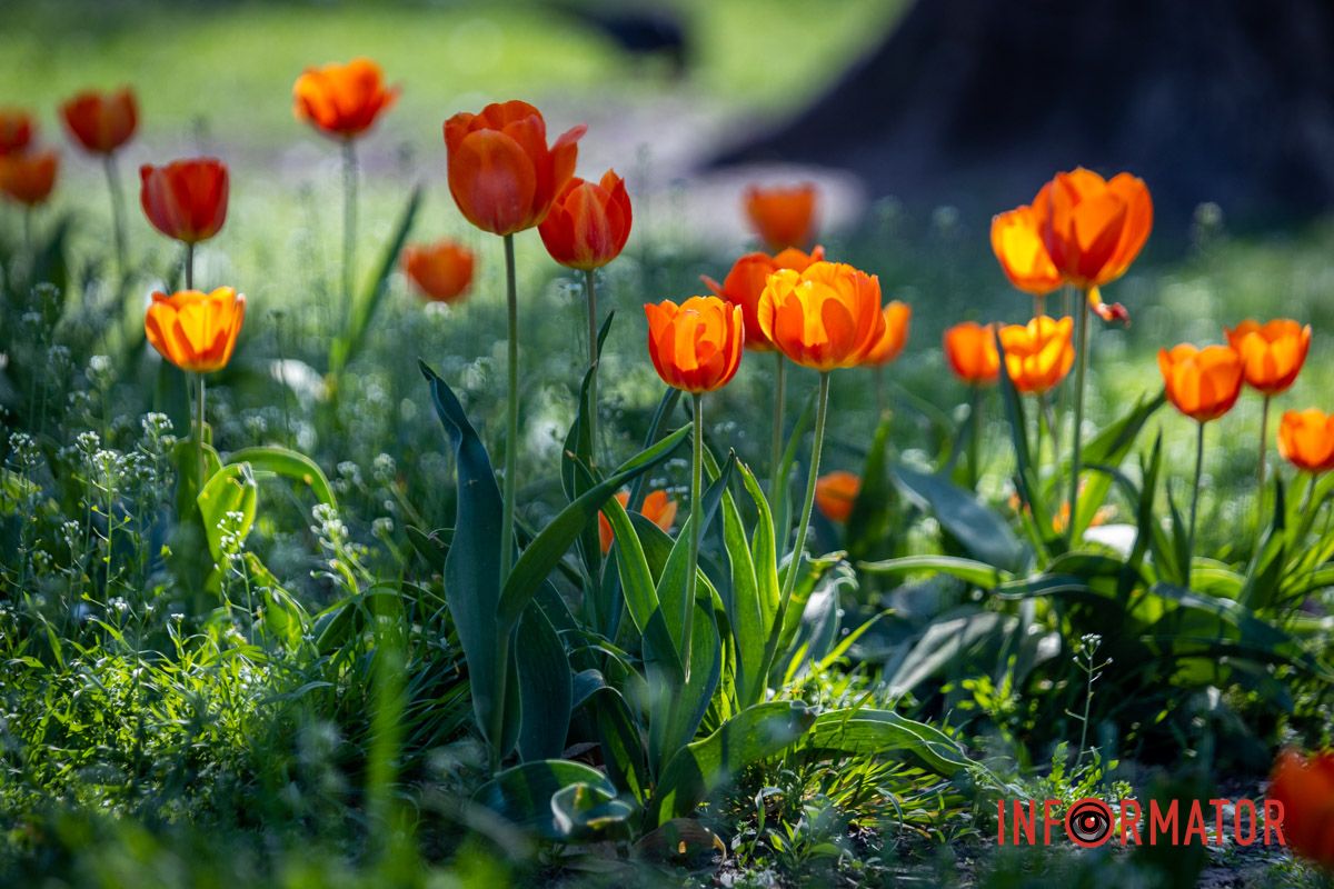 Параллельно зацвели разноцветные тюльпаны и каштаны. Весенняя магия в Днепре: сакуры, тюльпаны и каштаны расцвели на проспекте Яворницкого 2