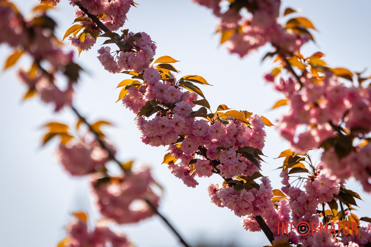 Ветви сакур покрылись нежно-розовыми цветами. Весенняя магия в Днепре: сакуры, тюльпаны и каштаны расцвели на проспекте Яворницкого 4