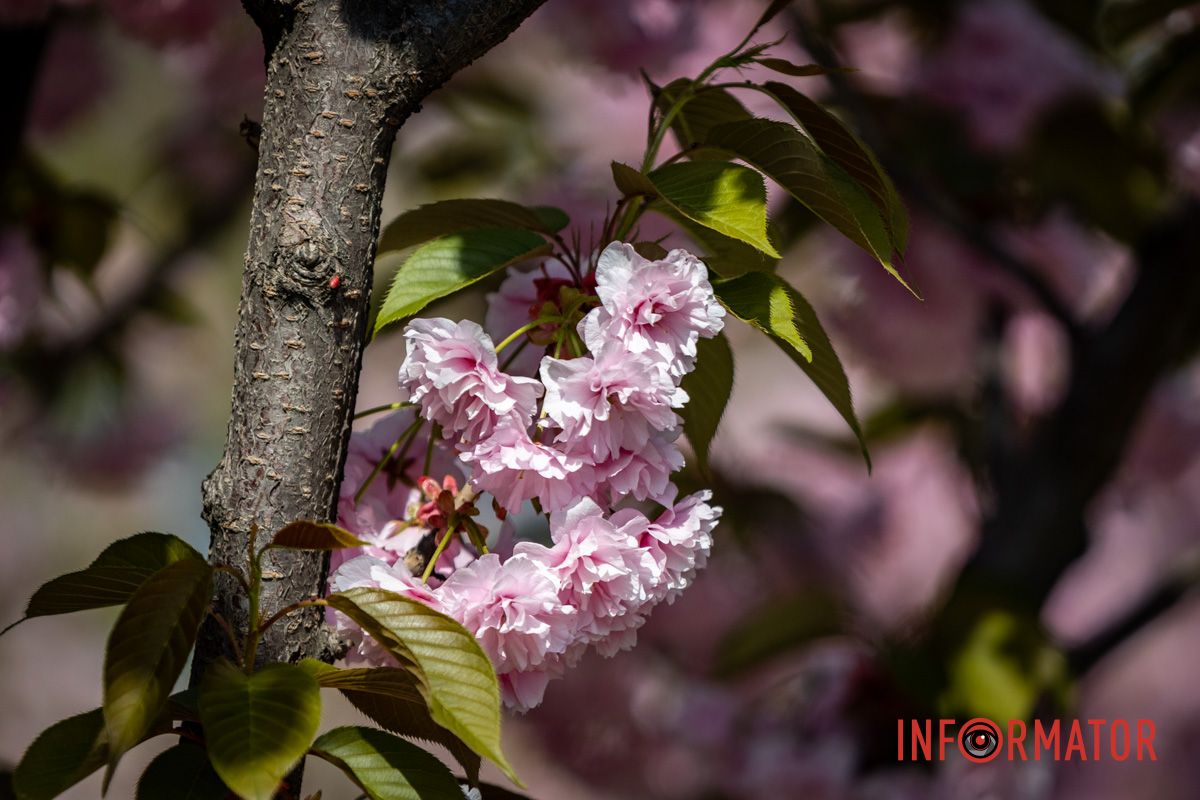 Здесь так приятно гулять в лучах солнца Весенняя магия в Днепре: сакуры, тюльпаны и каштаны расцвели на проспекте Яворницкого 8