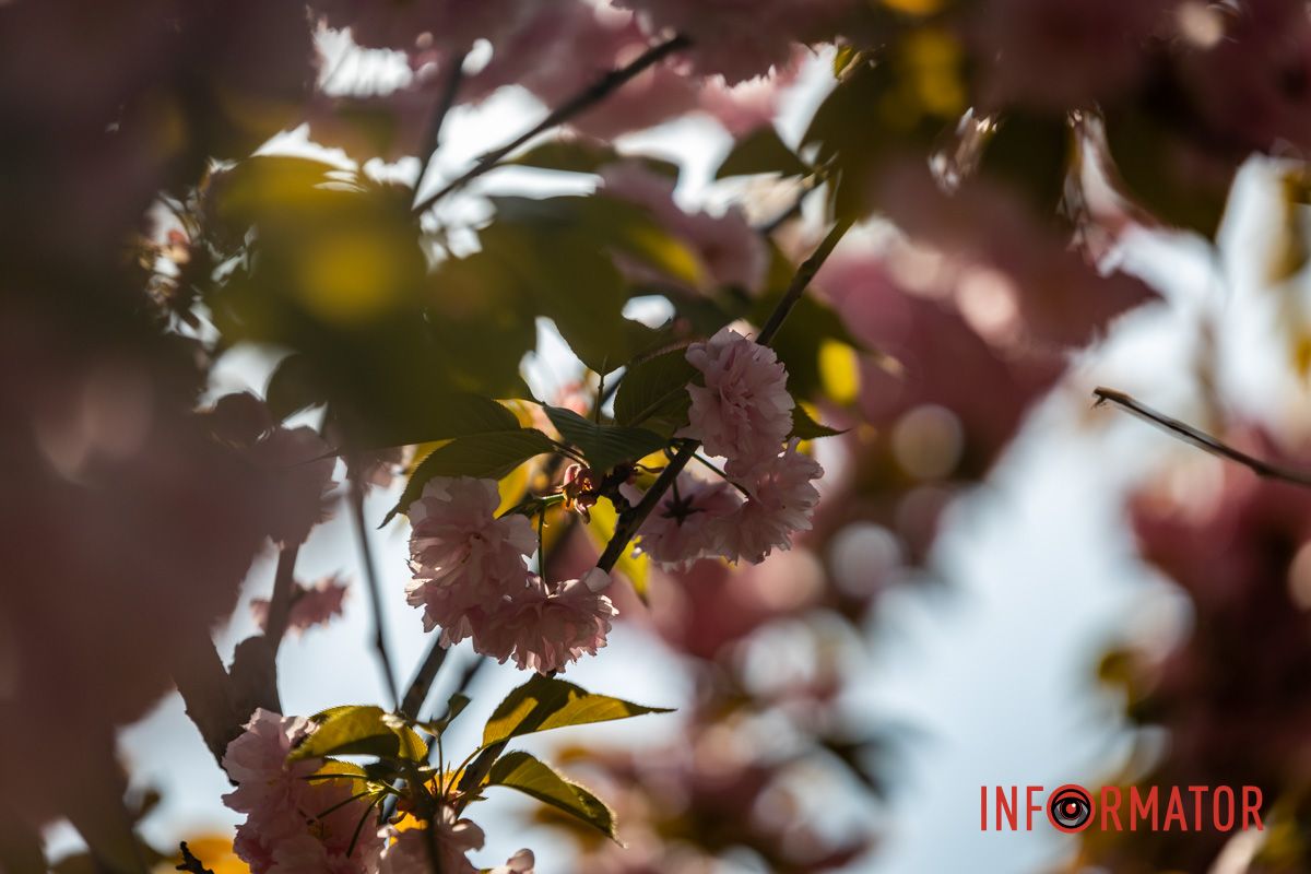 Родители фотографируют детей на фоне цветущих деревьев. Весенняя магия в Днепре: сакуры, тюльпаны и каштаны расцвели на проспекте Яворницкого 9
