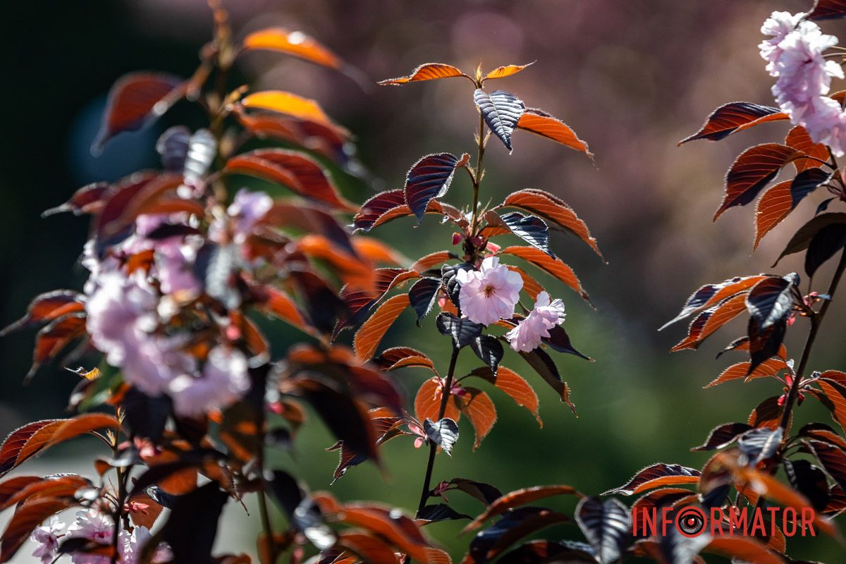 Влюбленные пары ходят под розовым шатром сакур Весенняя магия в Днепре: сакуры, тюльпаны и каштаны расцвели на проспекте Яворницкого 10