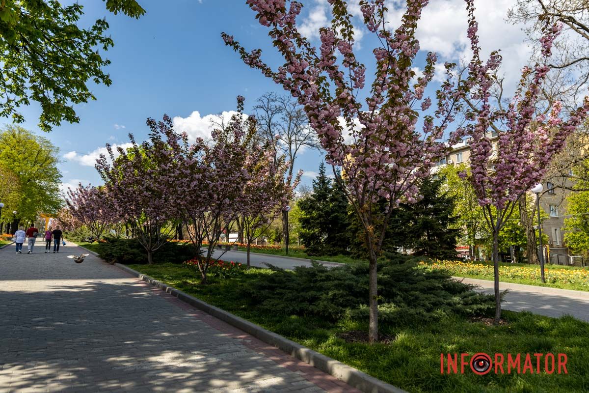 Весна в Днепре дарит вдохновение Весенняя магия в Днепре: сакуры, тюльпаны и каштаны расцвели на проспекте Яворницкого 11