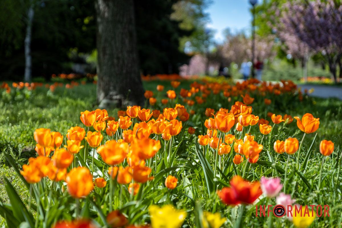 Тюльпаны удивляют палитрой: оранжевые, желтые и фиолетовые бутоны создают праздничное настроение. Весенняя магия в Днепре: сакуры, тюльпаны и каштаны расцвели на проспекте Яворницкого 12