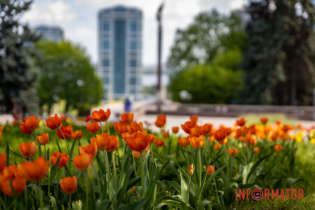 Оператор Информатора Дмитрий Дворский запечатлел для вас эту красоту Весенняя магия в Днепре: сакуры, тюльпаны и каштаны расцвели на проспекте Яворницкого 13