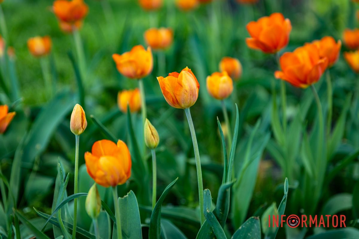 Яркие оранжевые тюльпаны на аллее к Вечной Славе Весенняя магия в Днепре: сакуры, тюльпаны и каштаны расцвели на проспекте Яворницкого 14